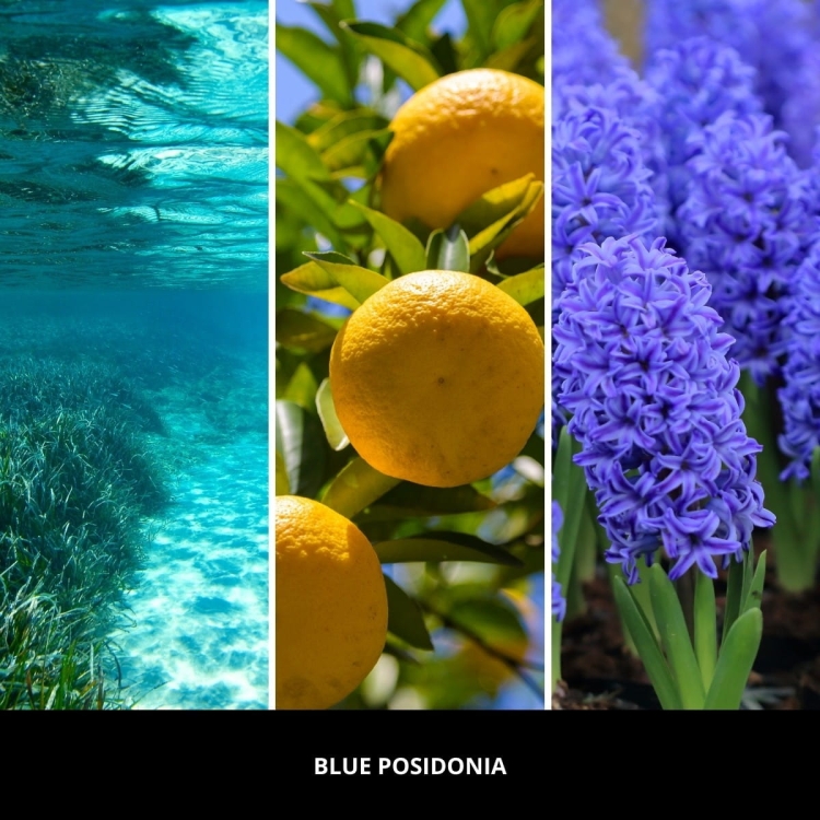 Uzupełniacz Millefiori Milano 500 ml – świeży zapach Blue Posidonia do patyczków zapachowych | Allmaxxx